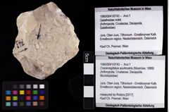 Foto (Objket + Etiketten) von Cracensigillatus acutirostris (Moericke, 1889) 